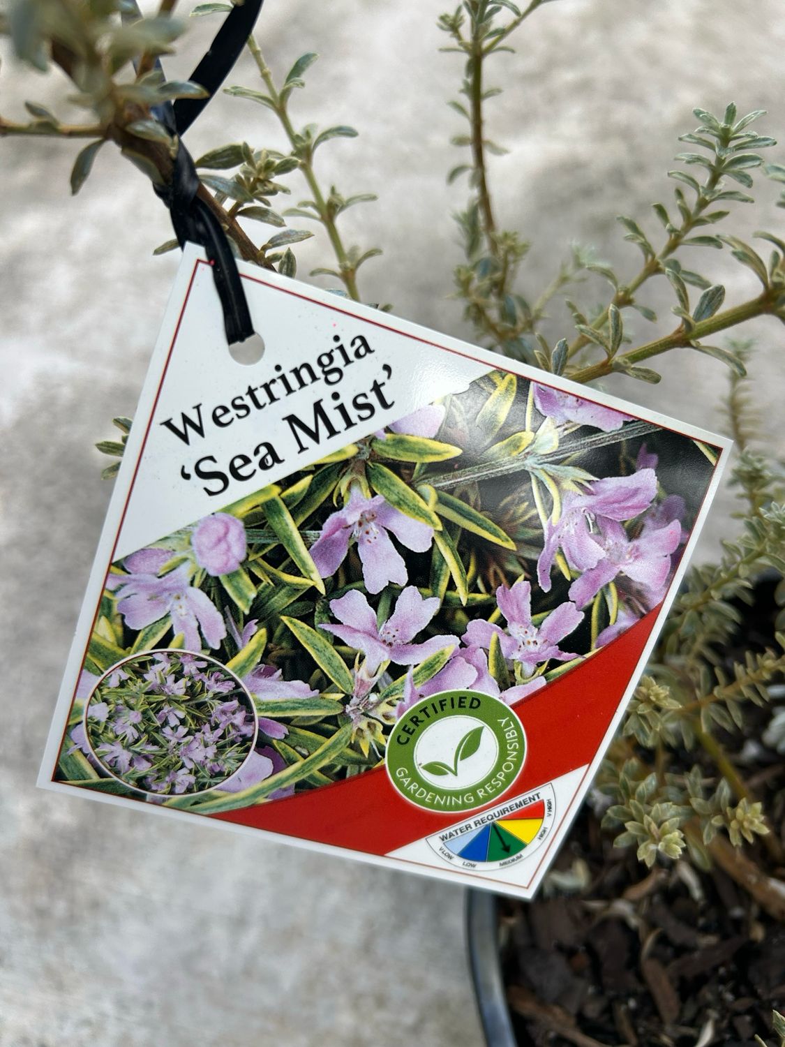 Westringia Sea Mist Or Native Rosemary Or Coastal Rosemary 5 L Pot