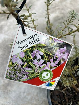 Westringia Sea Mist Or Native Rosemary Or Coastal Rosemary 5 L Pot