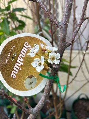 Fruiting Pear Dwarf Sunshine 35 L Pot