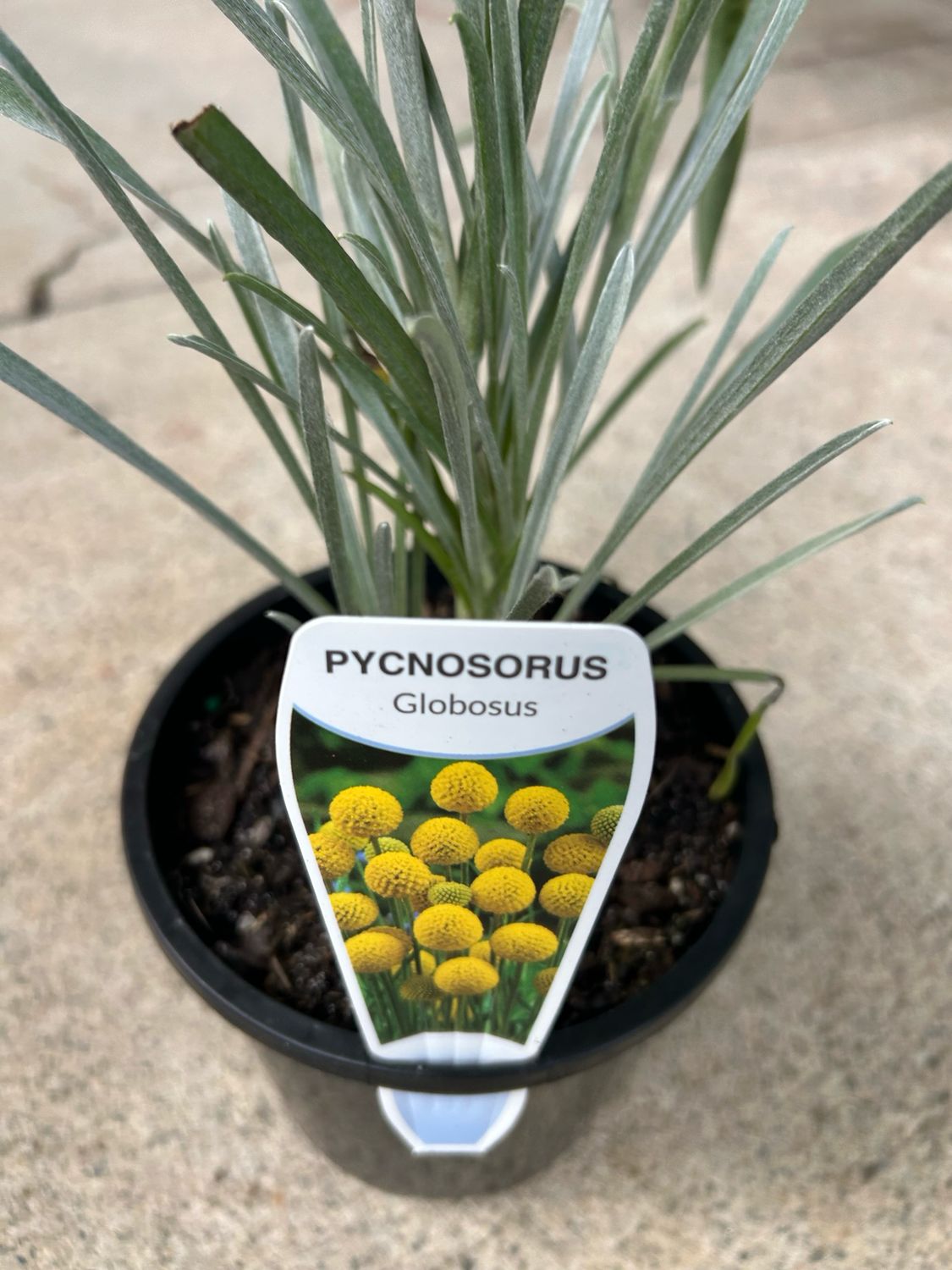 Pycnosorus Globosus Or Billy Buttons 1.3 L Pot