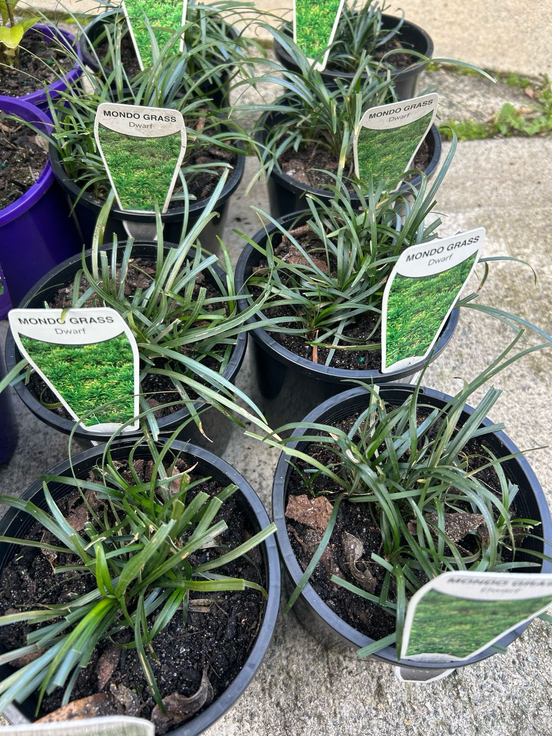Ophiopogon Japonicus Or Mondo Grass 1.3 L Pot