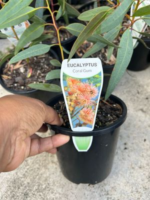 Eucalyptus Torquata Or Coral Gum 1.3 L Pot