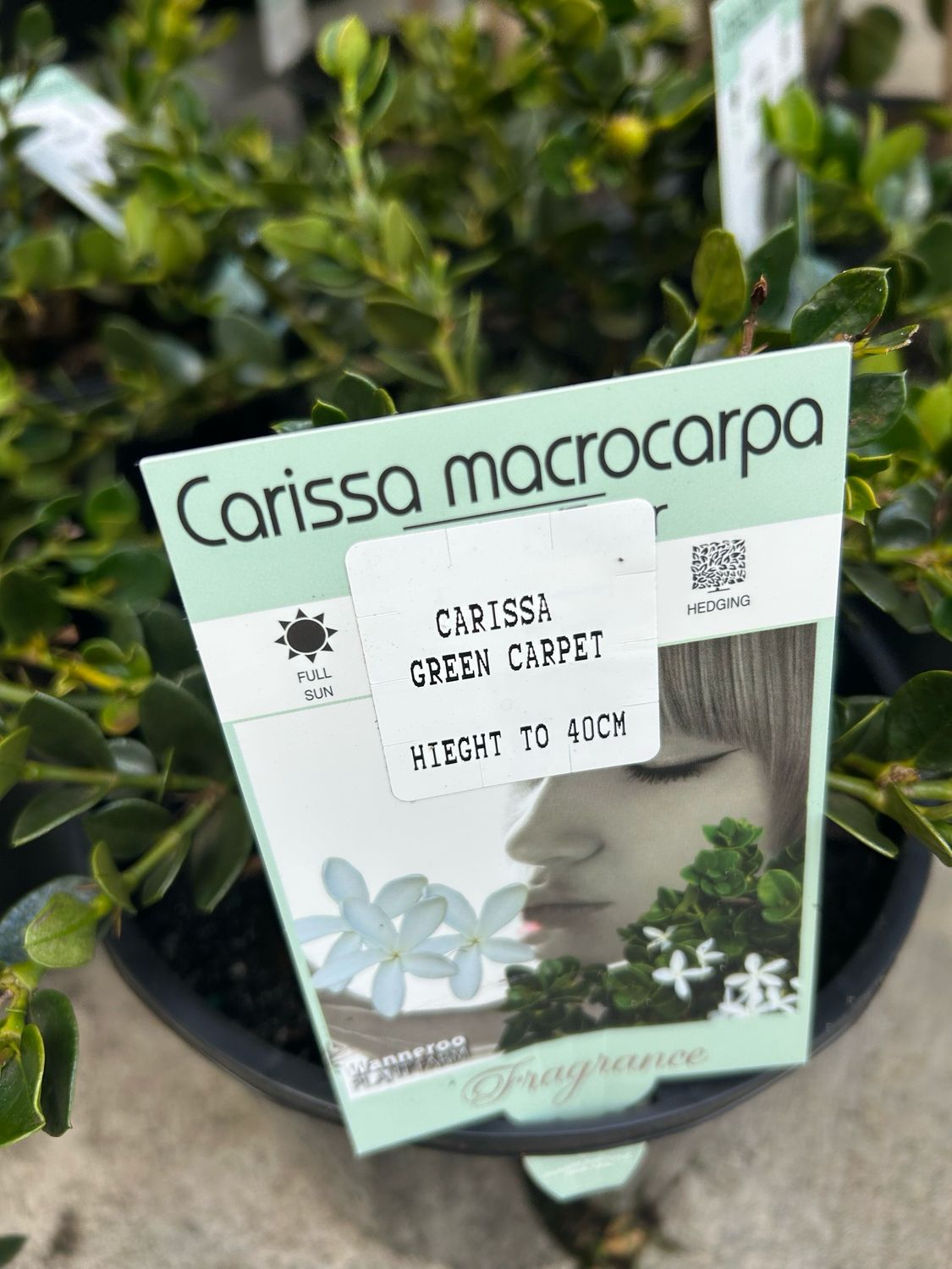 Carissa Green Carpet Or Natal Plum 5 L Pot
