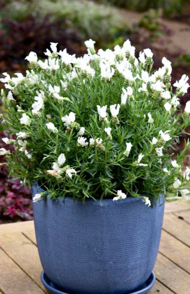 Lavandula Snow Princess 5 L Pot