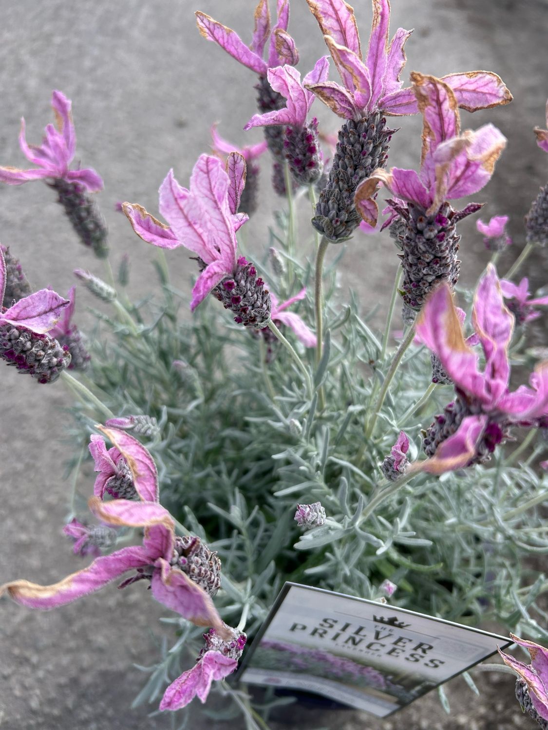 Lavandula Silver Princess 5 L Pot