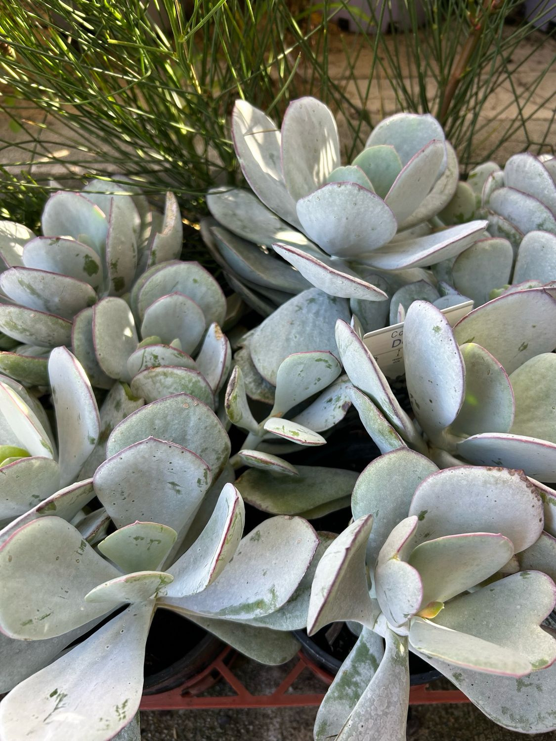 Cotyledon Orbiculata Delight 1.4 L Pot