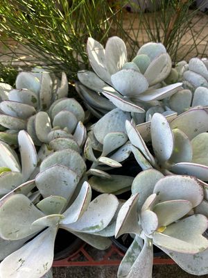 Cotyledon Orbiculata Delight 1.4 L Pot