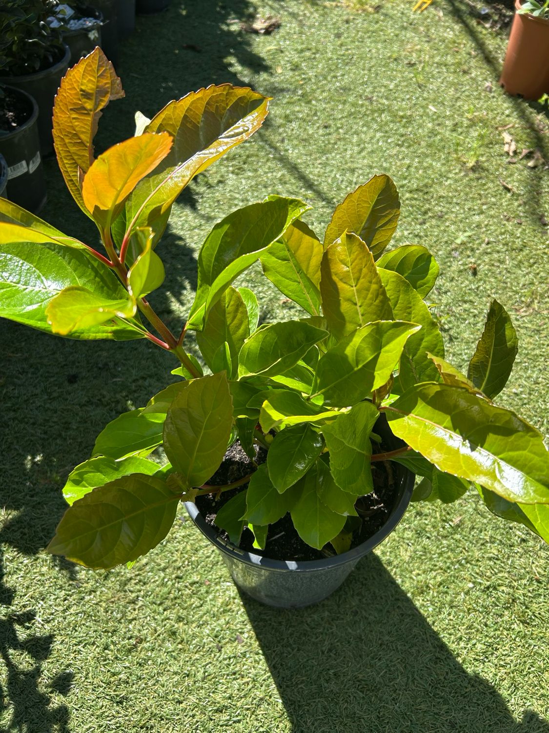 Viburnum Emerald Lustre 5 L Pot