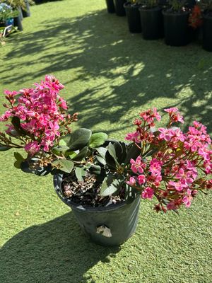 Rhaphiolepsis Indica Rajah Or Indian Hawthorns 4 L Pot