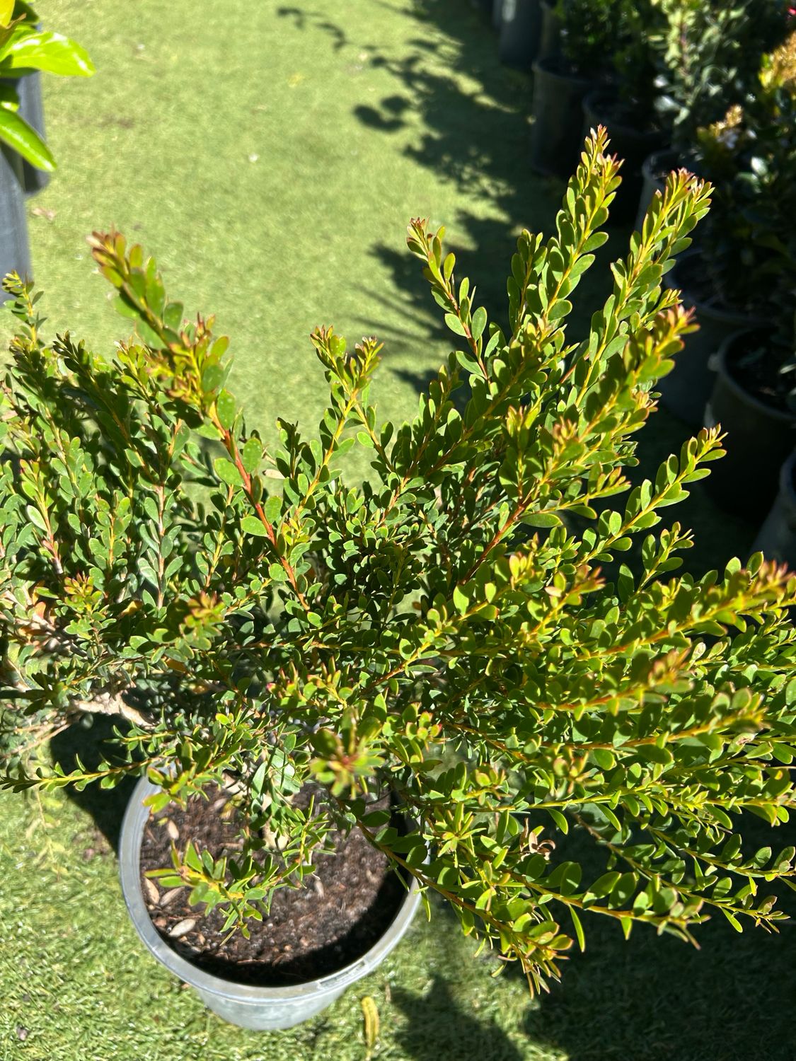 Melaleuca Little Nessie Or Dwarf Honey Myrtle 4 L Pot