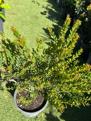 Melaleuca Little Nessie Or Dwarf Honey Myrtle 4 L Pot