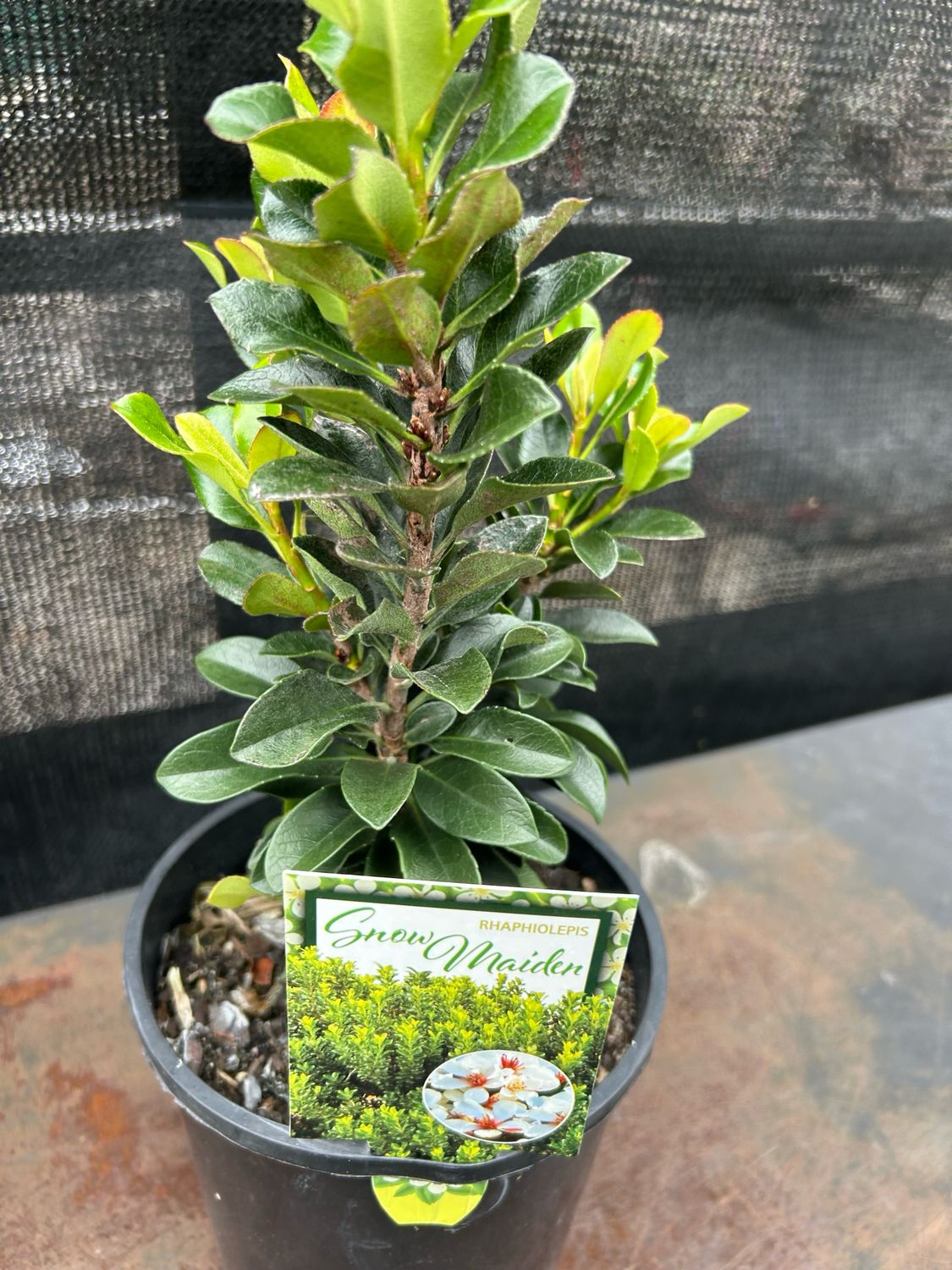 Rhaphiolepsis Snow Maiden 1.4 L Pot