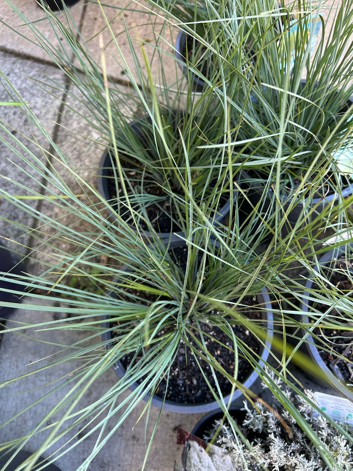 Lomandra Seascape 5 L Pot