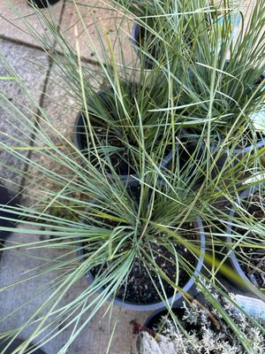Lomandra Seascape 5 L Pot