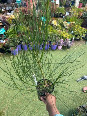 Viminaria Juncea Or Native Broom 1.3 L Pot