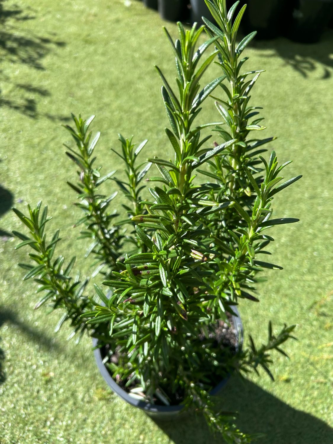 Rosmarinus Tuscany Blue 5 L Pot