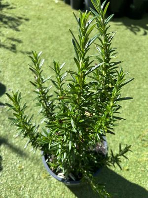 Rosmarinus Tuscany Blue 5 L Pot