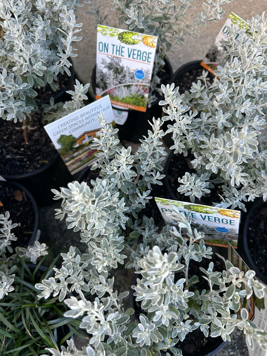 Olearia Beach Ball 1.3 L Pot