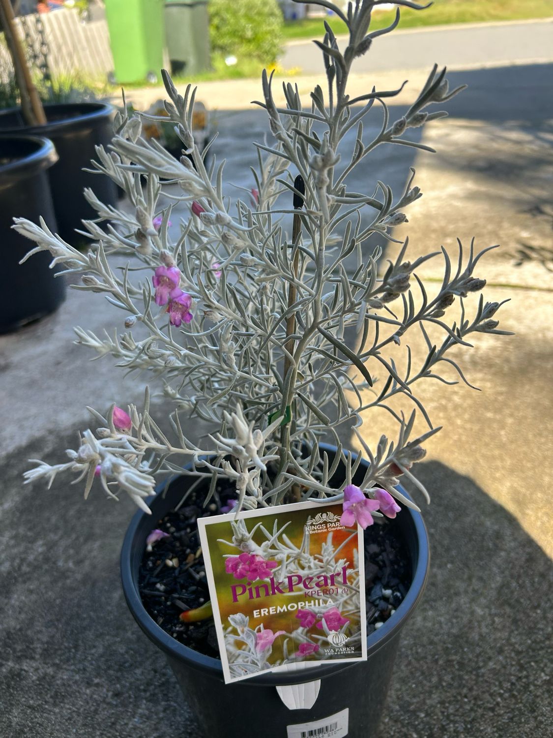 Eremophila Nivea Pink Pearl Or Emu Bush 5 L Pot