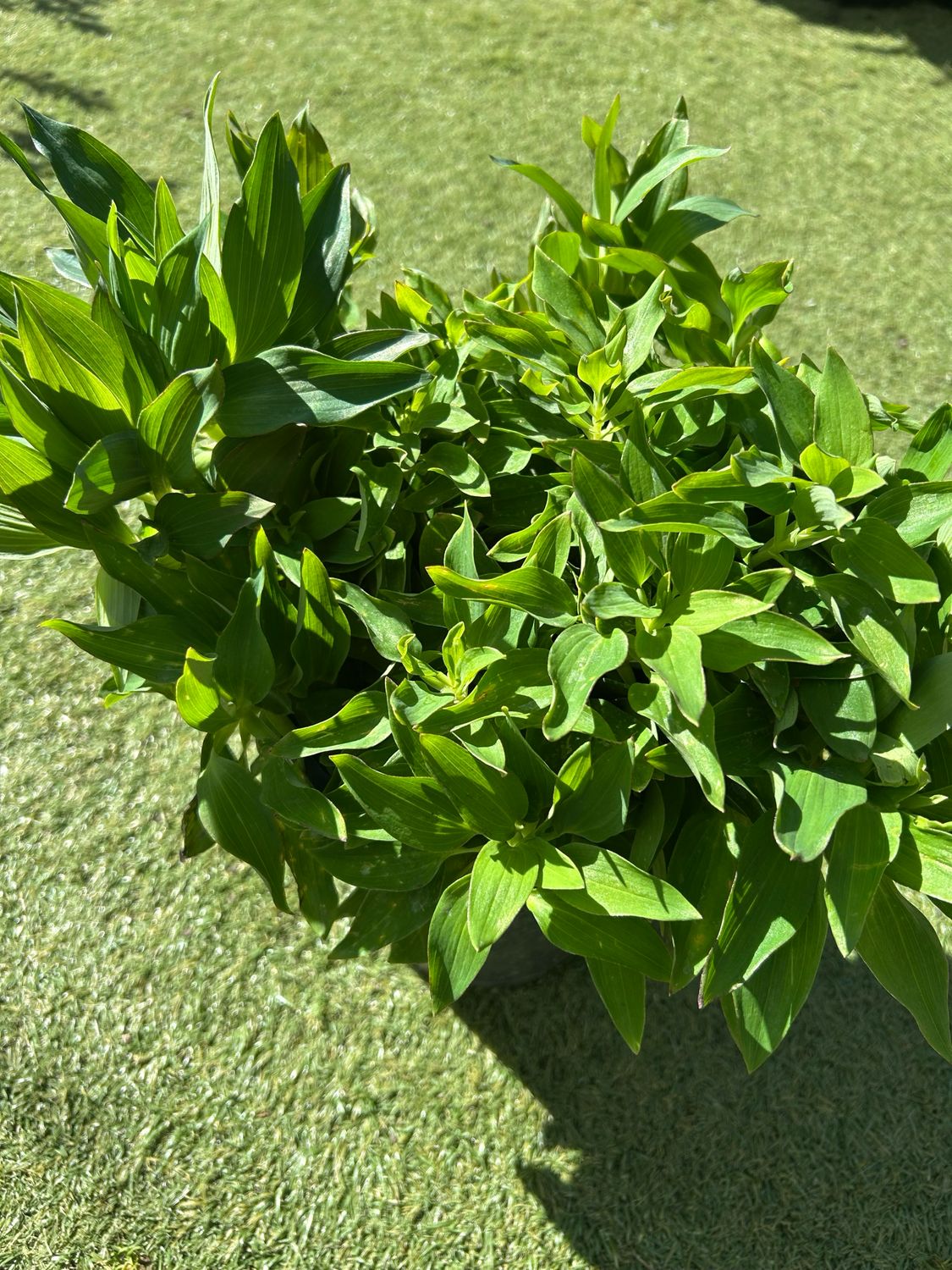 Alstroemeria Kate Or Peruvian Lilly 3.5 L Pot
