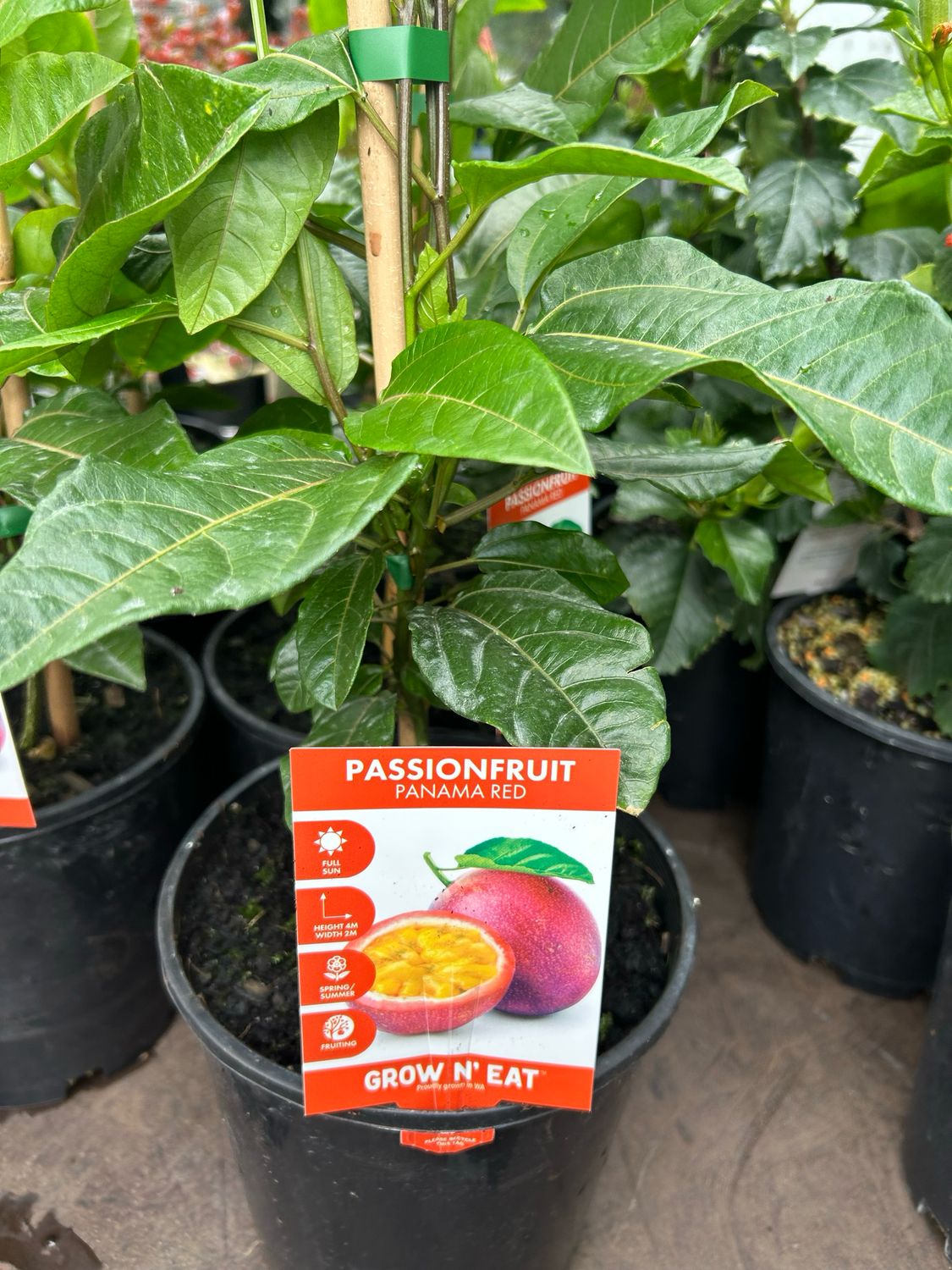 Panama Red Passion Fruit 3.5 L Pot