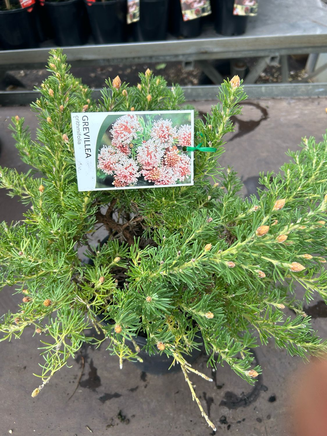 Grevillea Crithmifolia Or Grey Leaves Grevillea 5 L Pot