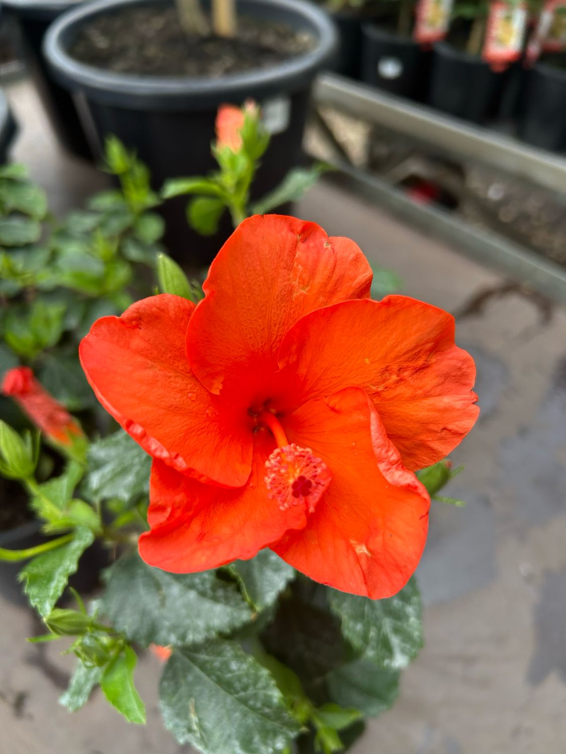 Hibiscus Jazzy 3.5 L Pot