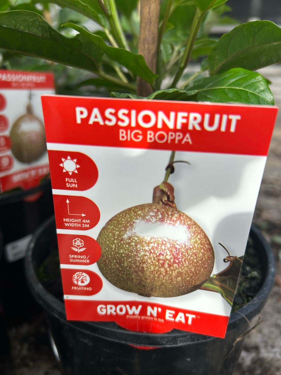 Passion Fruit Big Boppa 3.5 L Pot