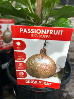 Passion Fruit Big Boppa 3.5 L Pot