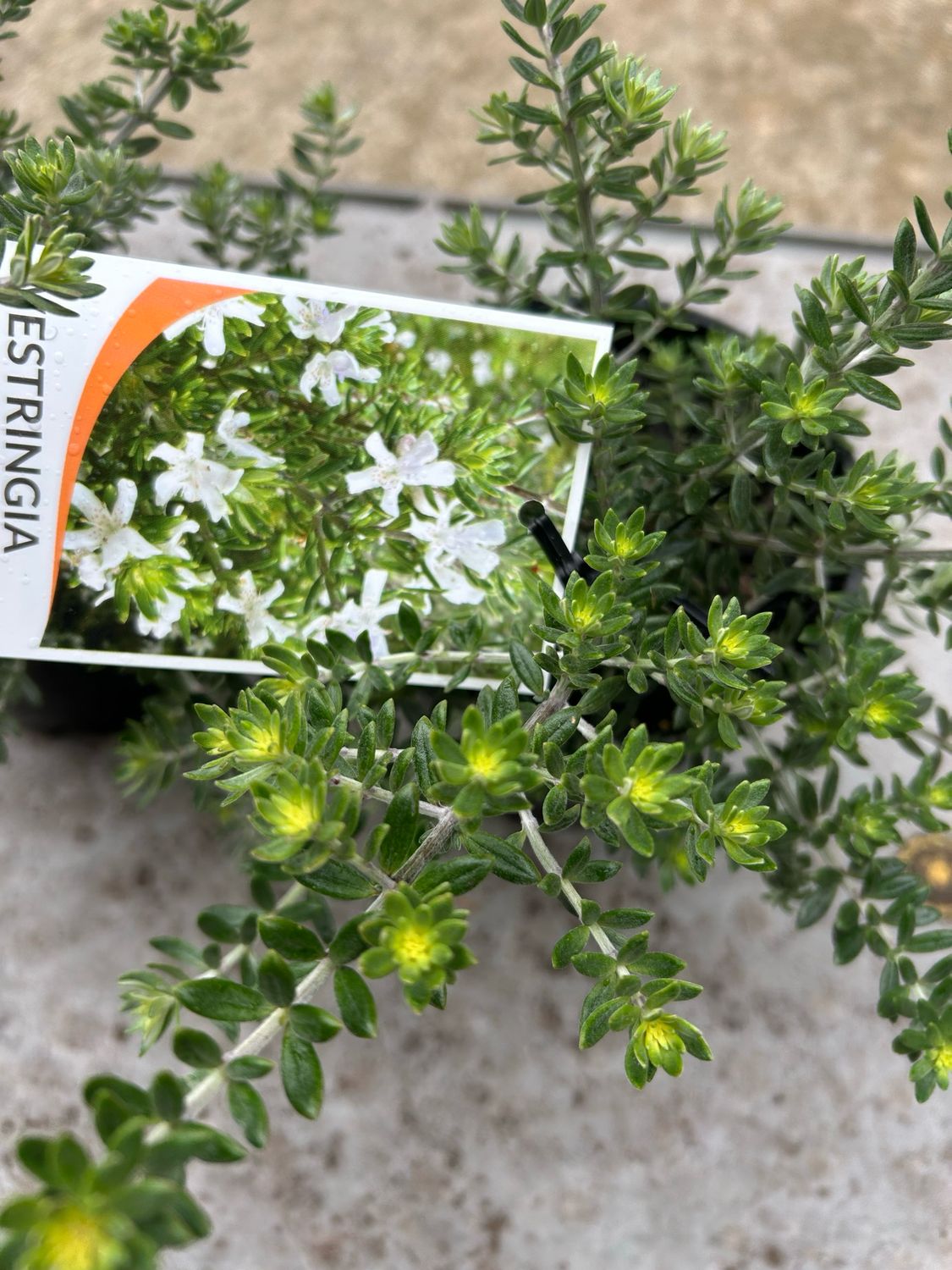 Westringia Fruiticosa 1.4 L Pot