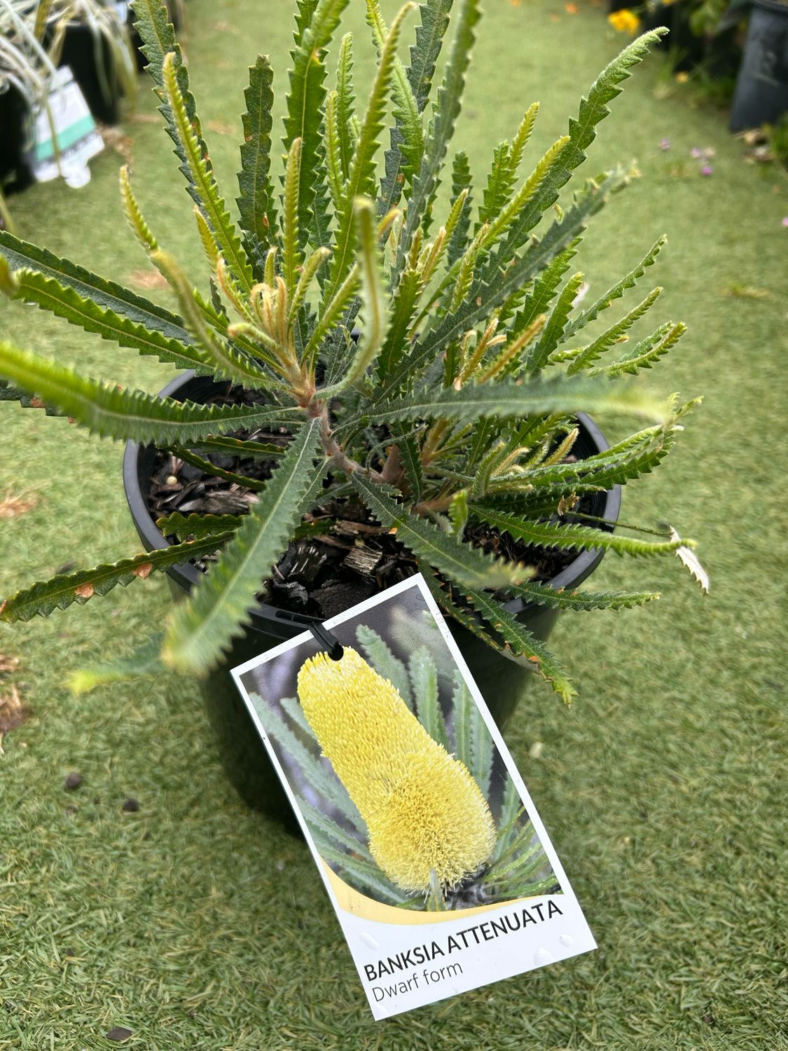 Banksia Attenuata Dwarf Or Candle Stick Dwarf Banksia 3.5 L Pot