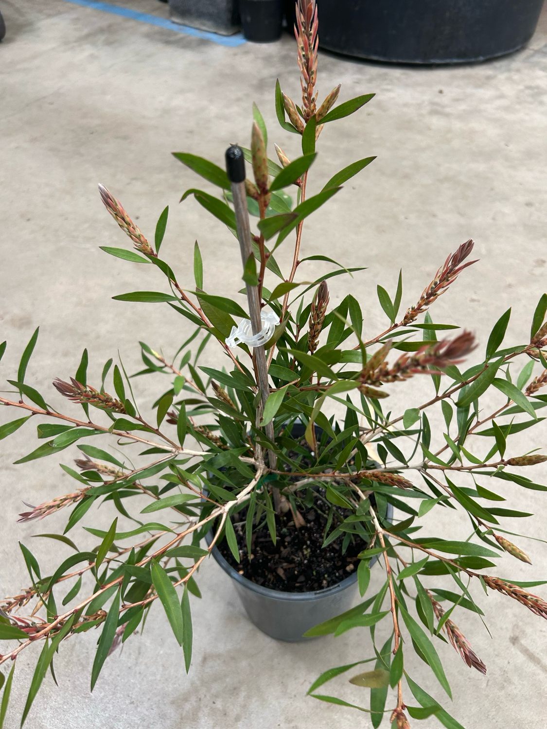 Callistemon Perth Pink 5 L Pot