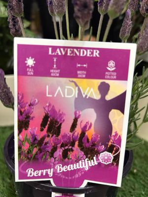 Lavandula Berry Beautiful Purple 1.4 L Pot