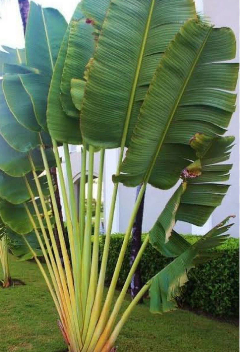 Traveller Palm 14 L Pot Size