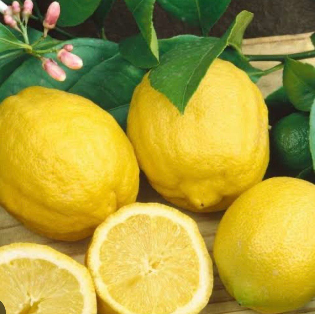 Eureka Seedless Lemon 5 L Pot