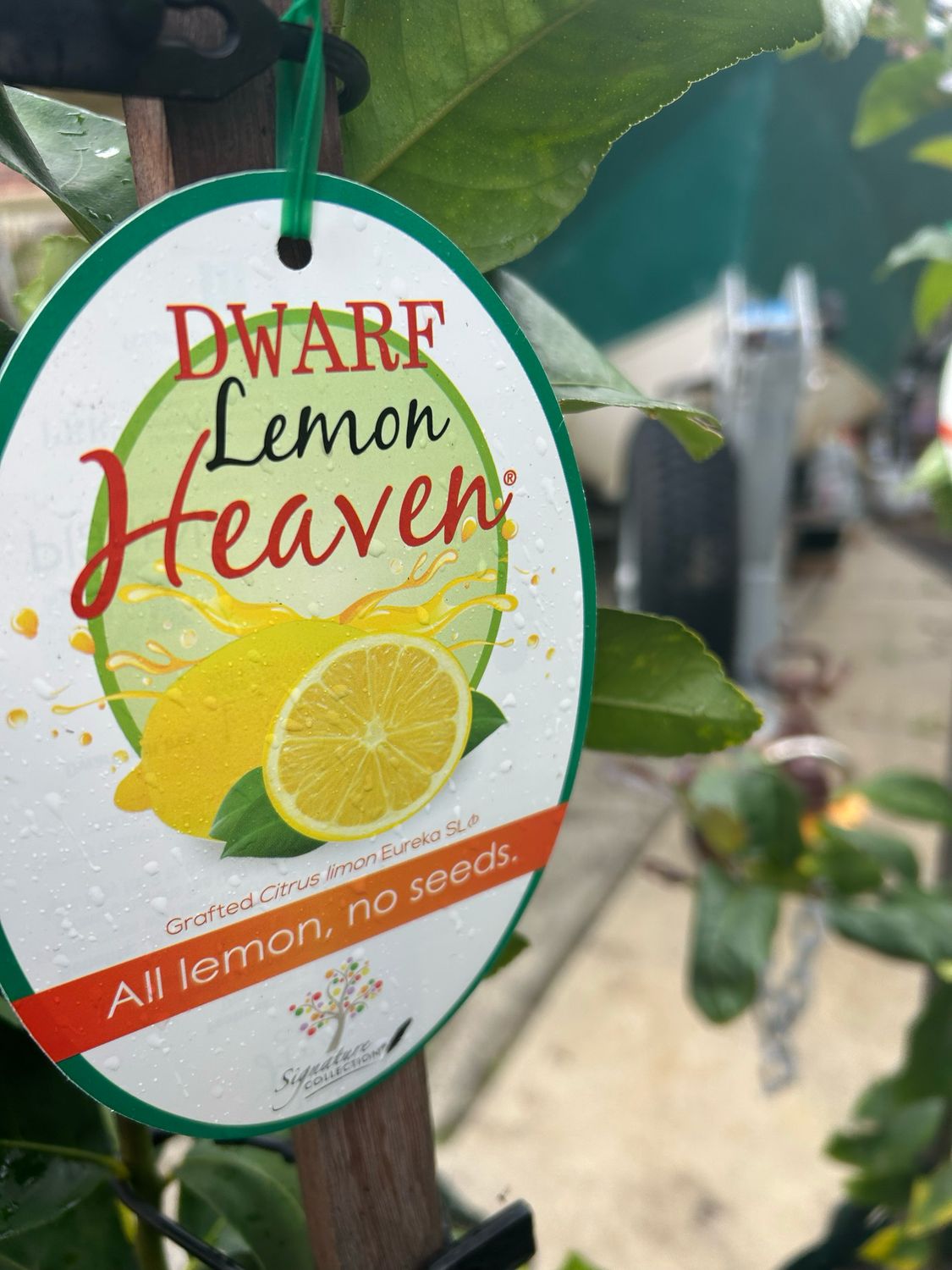 Dwarf Eureka Lemon Seedless Or Dream Lemon 45 L Pot