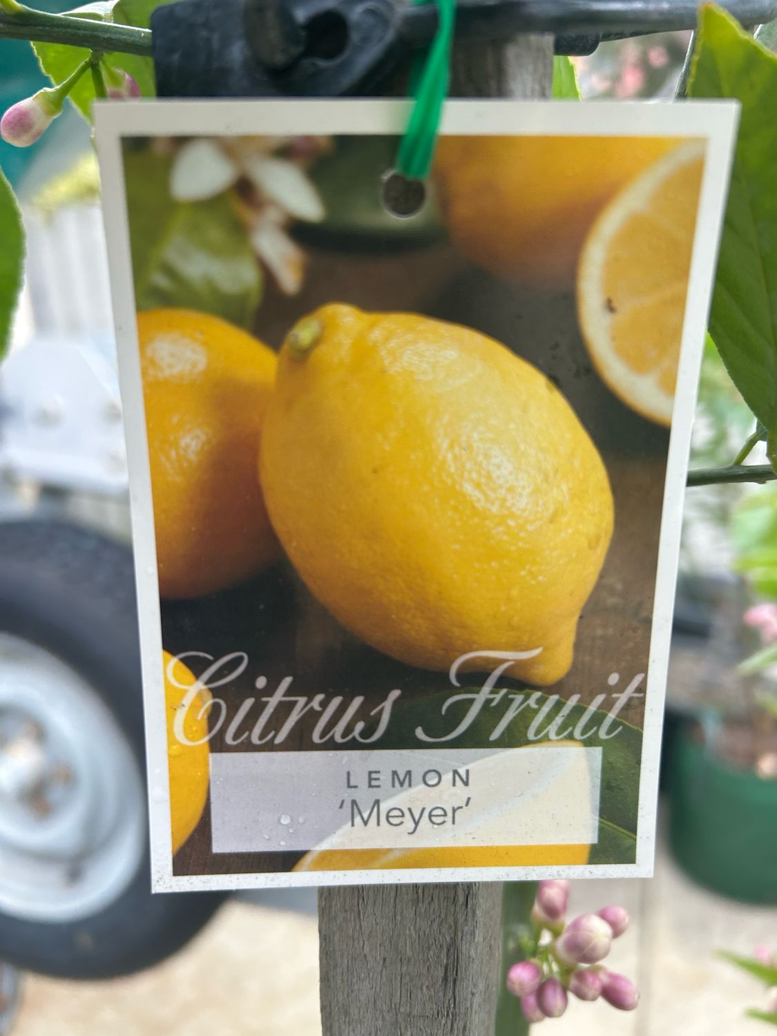 Meyer Lemon 45 L