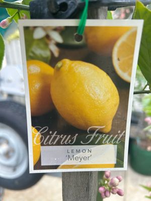 Meyer Lemon 45 L