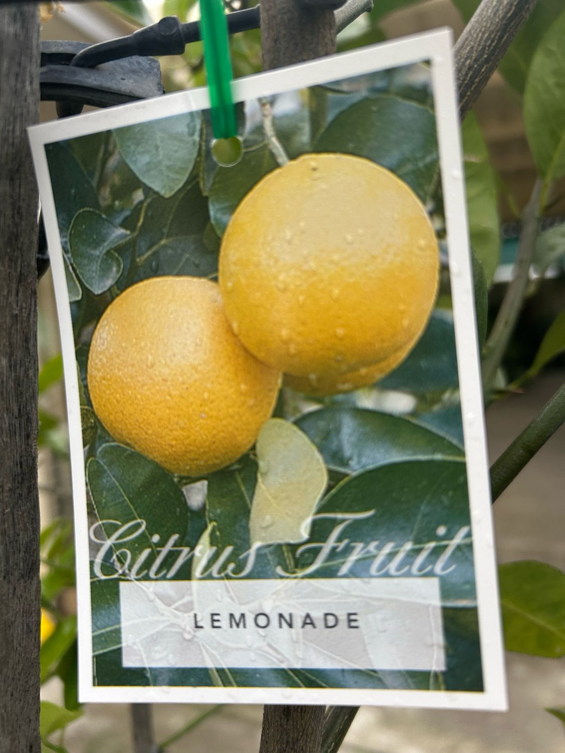 Lemonade 45 L