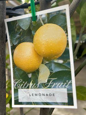 Lemonade 45 L