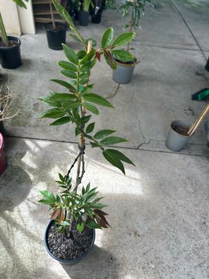 Ice cream Bean Tree 8 L Pot