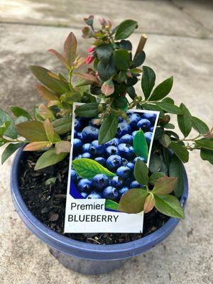 Blueberry Premier 3.5 L Pot