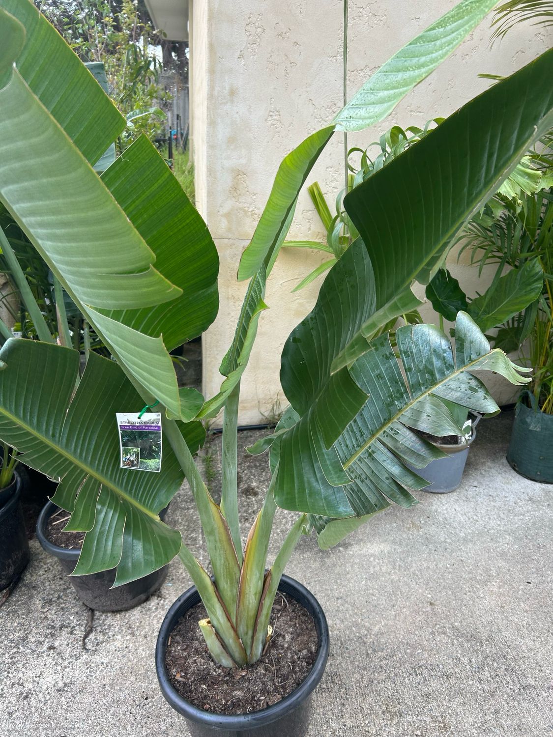 Giant Birds Of Paradise Or Strelitzia Nicolai 27 L Pot