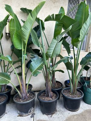 Giant Birds Of Paradise Or Strelitzia Nicolai 27 L Pot Giant Birds Of Paradise Or Strelitzia Nicolai 27 L Pot