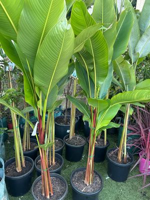 Heliconia Subulata 30 L Pot Size