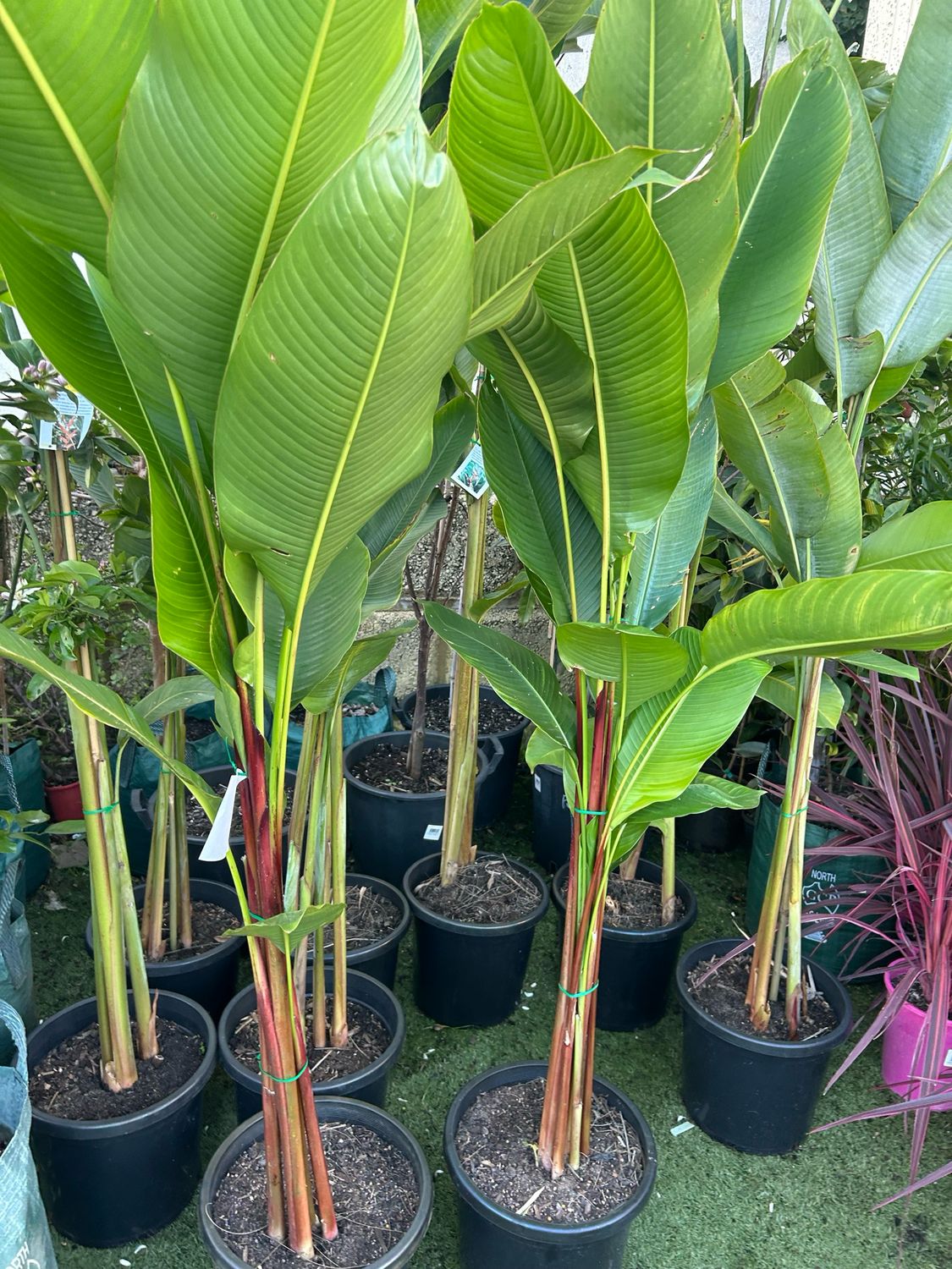 Heliconia Subulata 30 L Pot Size