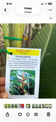 Heliconia Subulata 30 L Pot Size