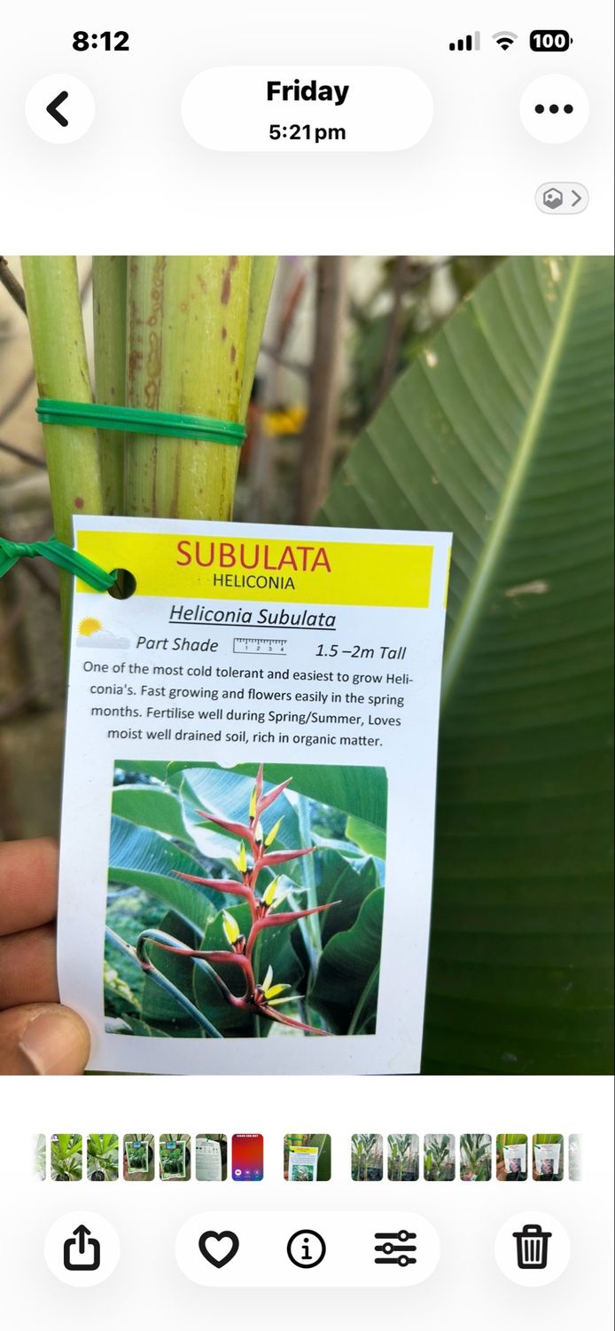 Heliconia Subulata 30 L Pot Size