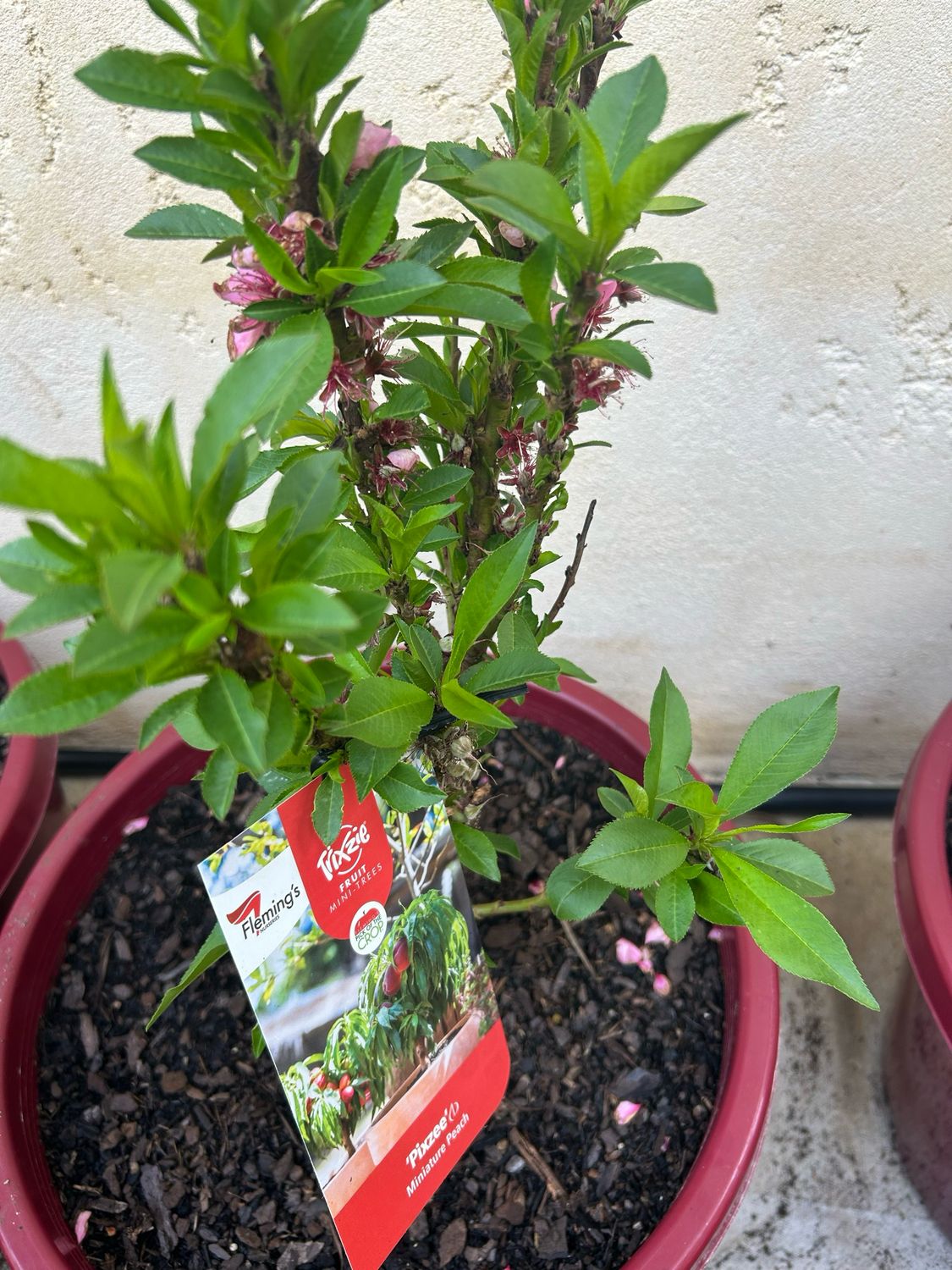 Dwarf Peach Pixie 35 L Pot