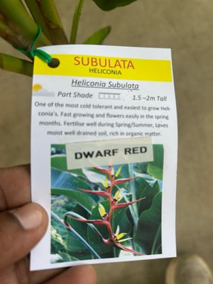 Heliconia Subulata Dwarf Red 5 L Pot